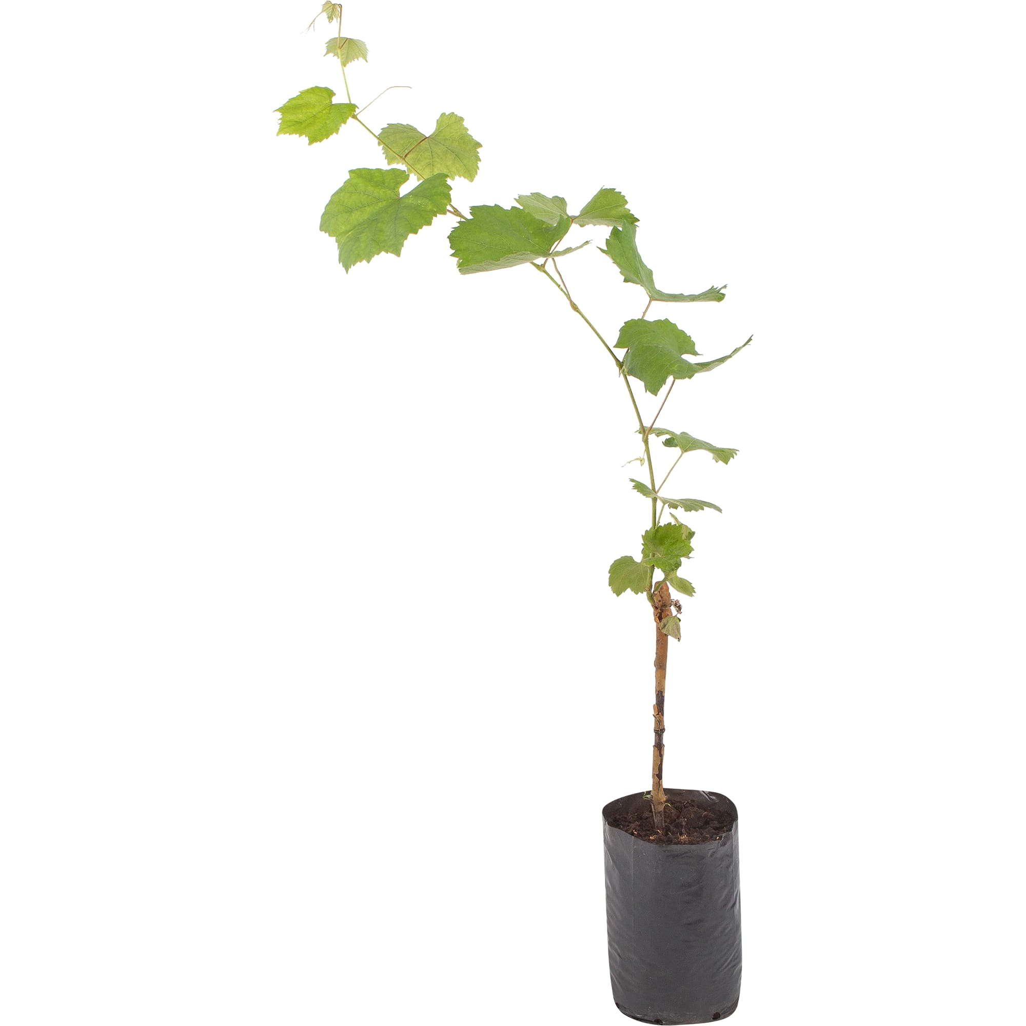 82601696 Виноград культурный «Шоколадный» 1.5-2 л высота 40 см Santreyd 