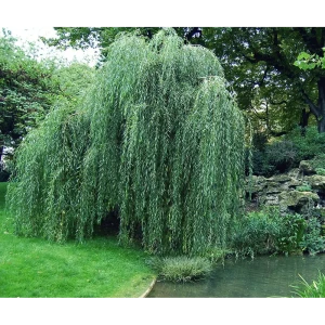 Ива пурпурная Пендула ø19 h40 см