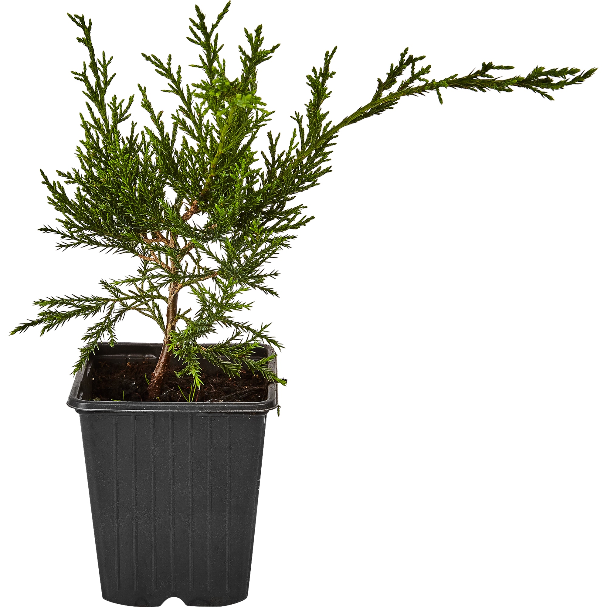 82601664 Можжевельник «Минт Джулеп» 9x20 см Santreyd 