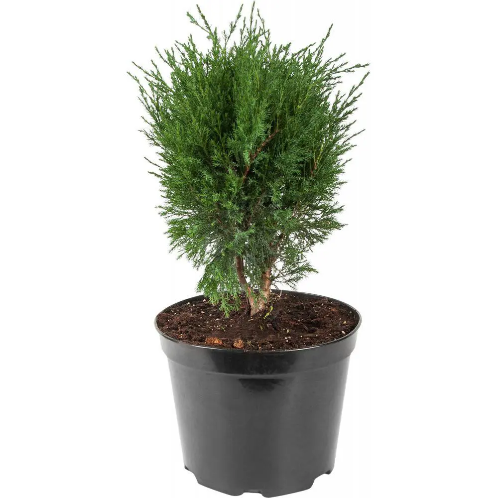 Можжевельник средний Минт Джулеп ø11 h18 - 22 см 87691123 STLM-2089542 PLANTMARKET 