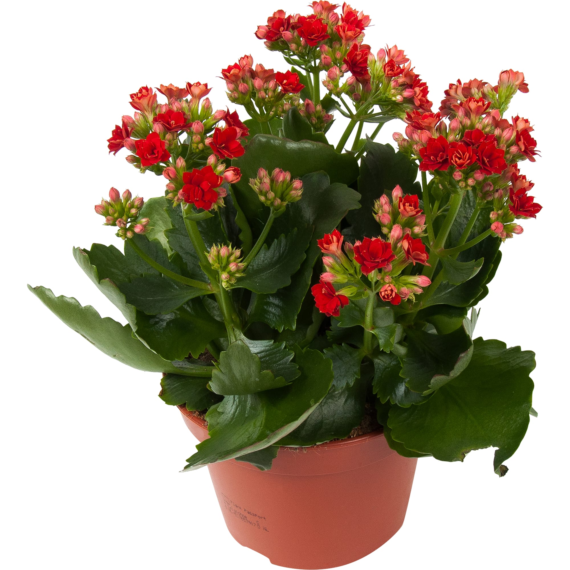 84450734 Каланхое Розалина подарок сумка ø15 h27.5 см Santreyd 