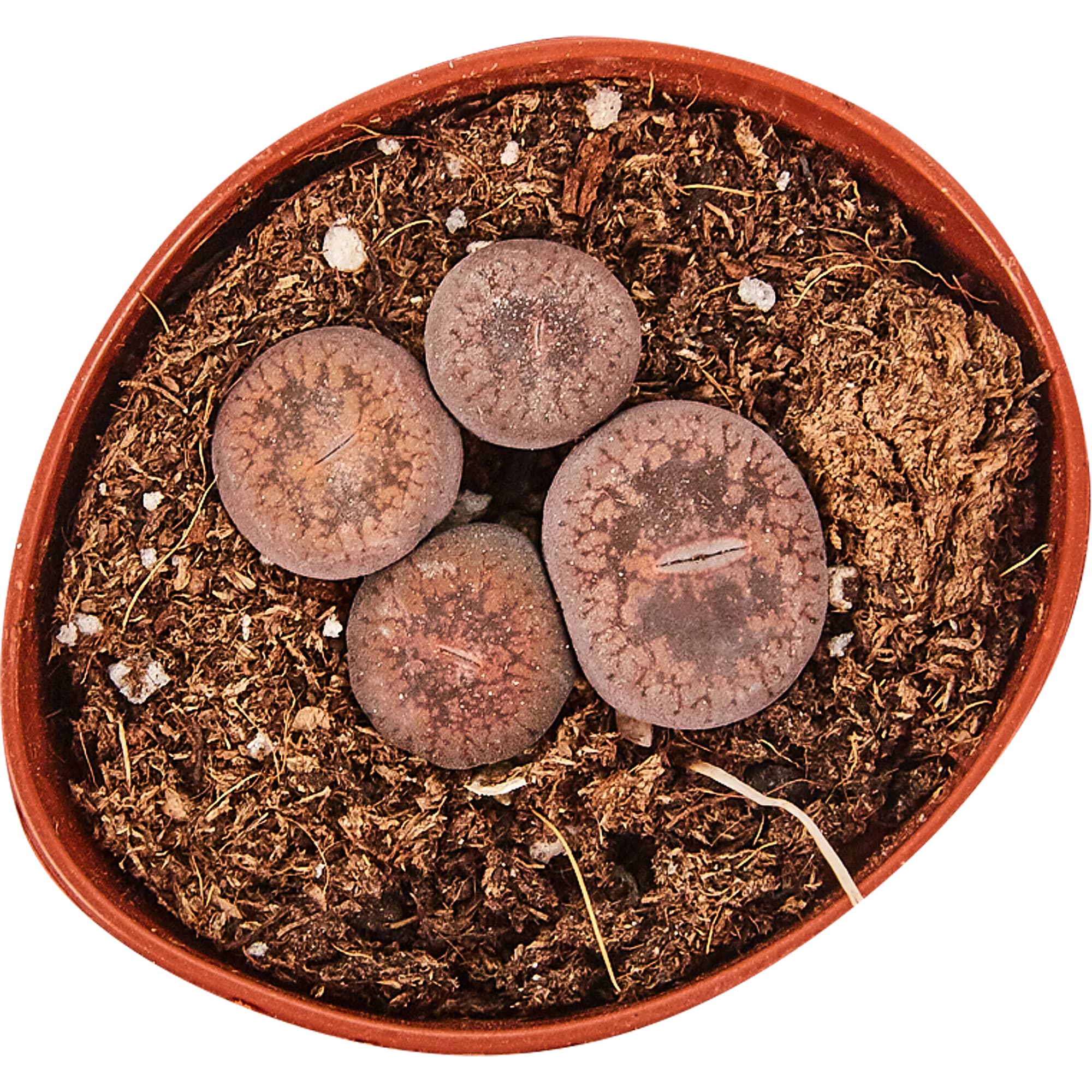 82877380 Литопс Плейоспилос Нелли 5.5x8 см Santreyd  - Вид №1