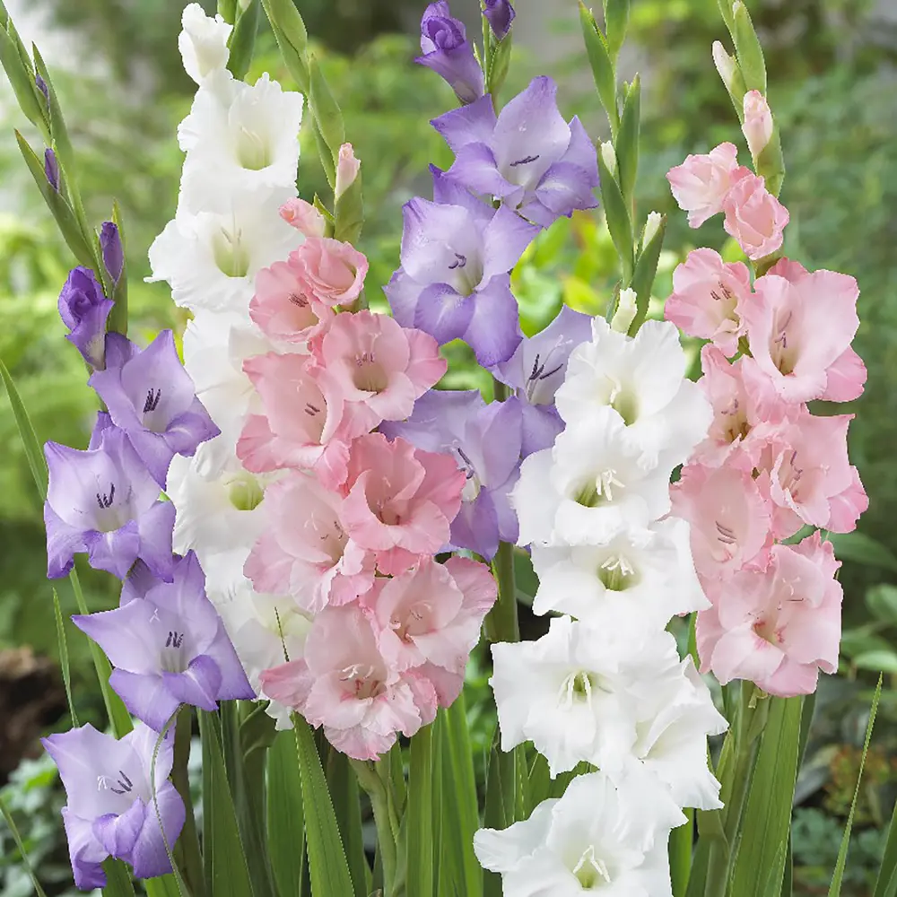 Гладиолус «Pastel mixed», 10х12 см 13064214 STLM-2078984 GEOLIA 