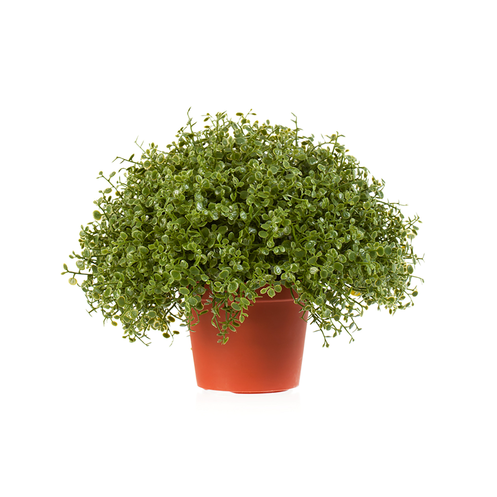 2000983181367 Рясковый мох в горшочке COSMO RED 