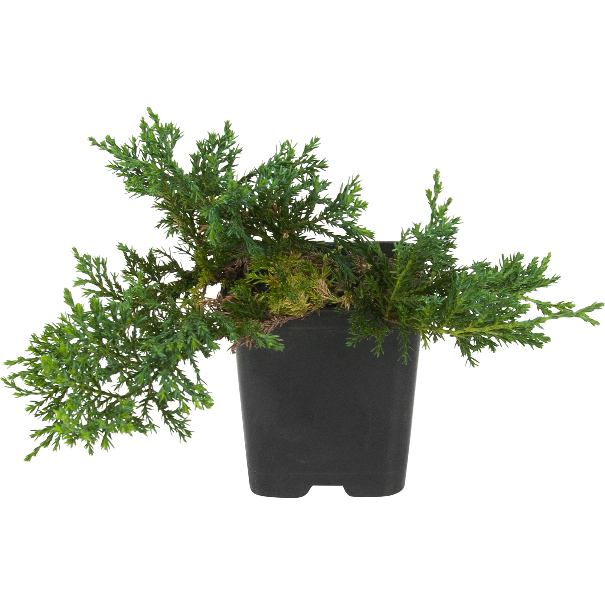 82596779 Можжевельник средний 9x10 см Santreyd 