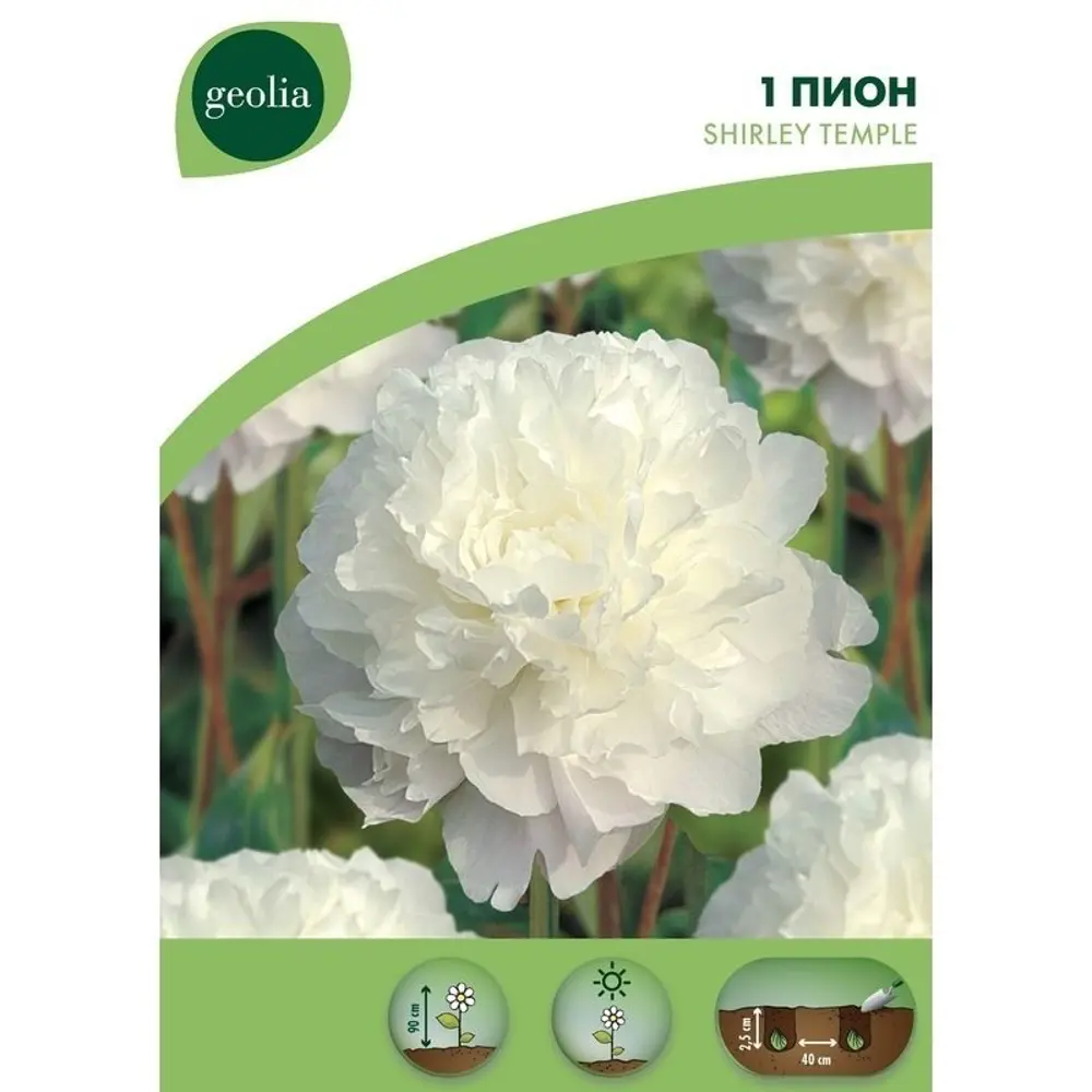 Пион Shirley Temple Geolia 15550662 STLM-2043847 