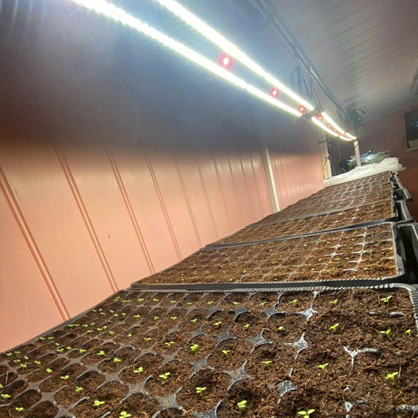 3359 Биколор Комфорт 2.3i - Рассада, Микрозелень. Белый свет. LAB.Space  - Вид №6