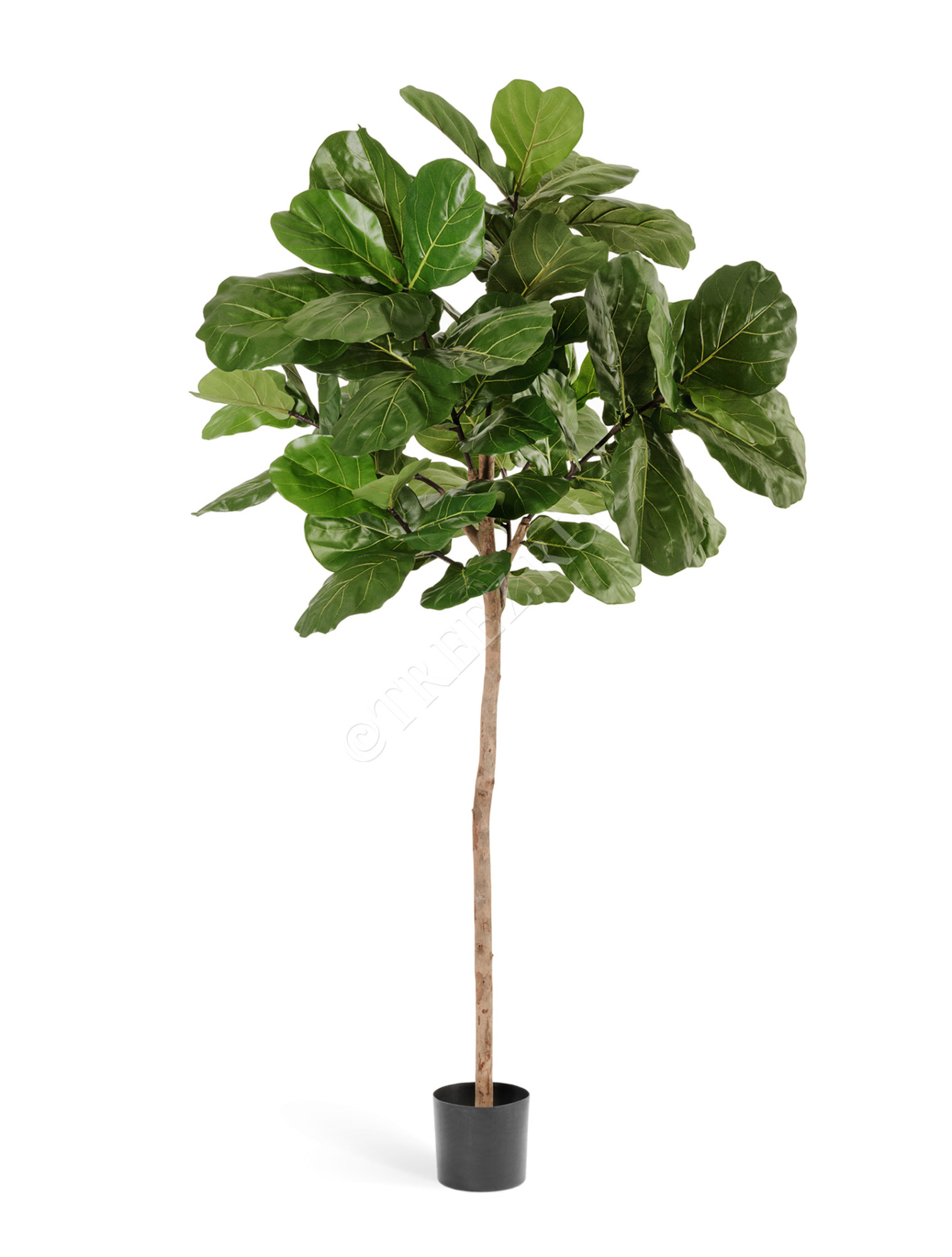 10.22806N Фикус Лирата Style на штамбе Цветочная коллекция 