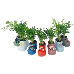 Хамедорея Santreyd - элегантная комнатная пальма с бамбуковыми стеблями 89359681