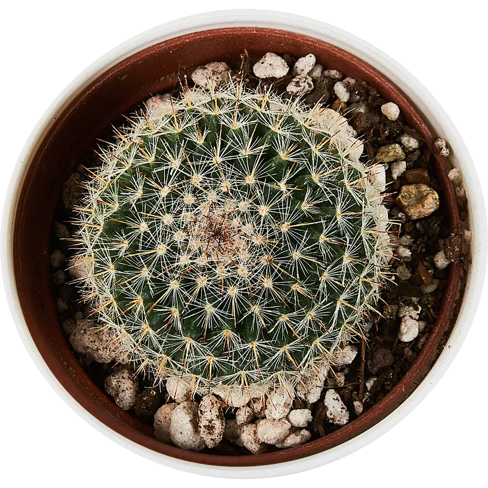 Santreyd: Декоративный кактус для современного интерьера 89296621 STLM-0823759 - Вид №7