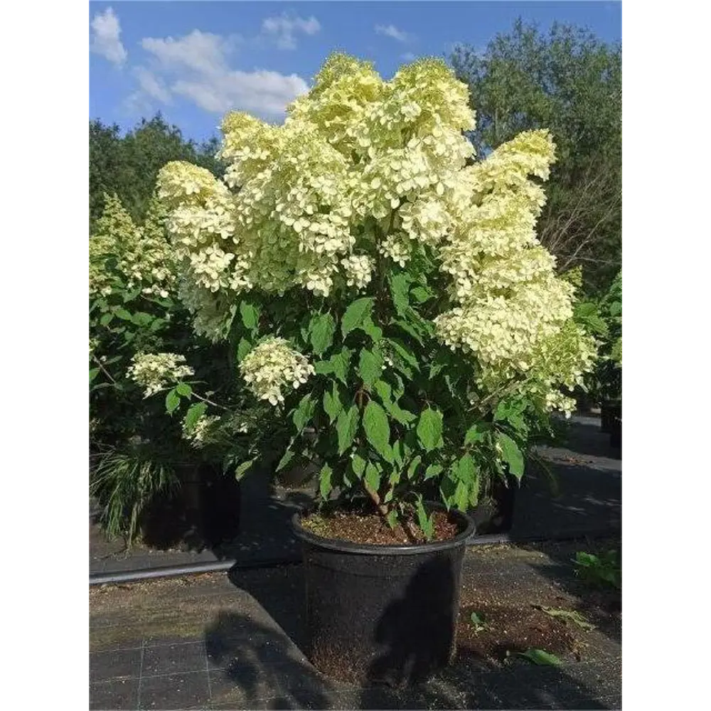 Гортензия метельчатая Фантом ø38 h80 - 100 см Santreyd STLM-2160386