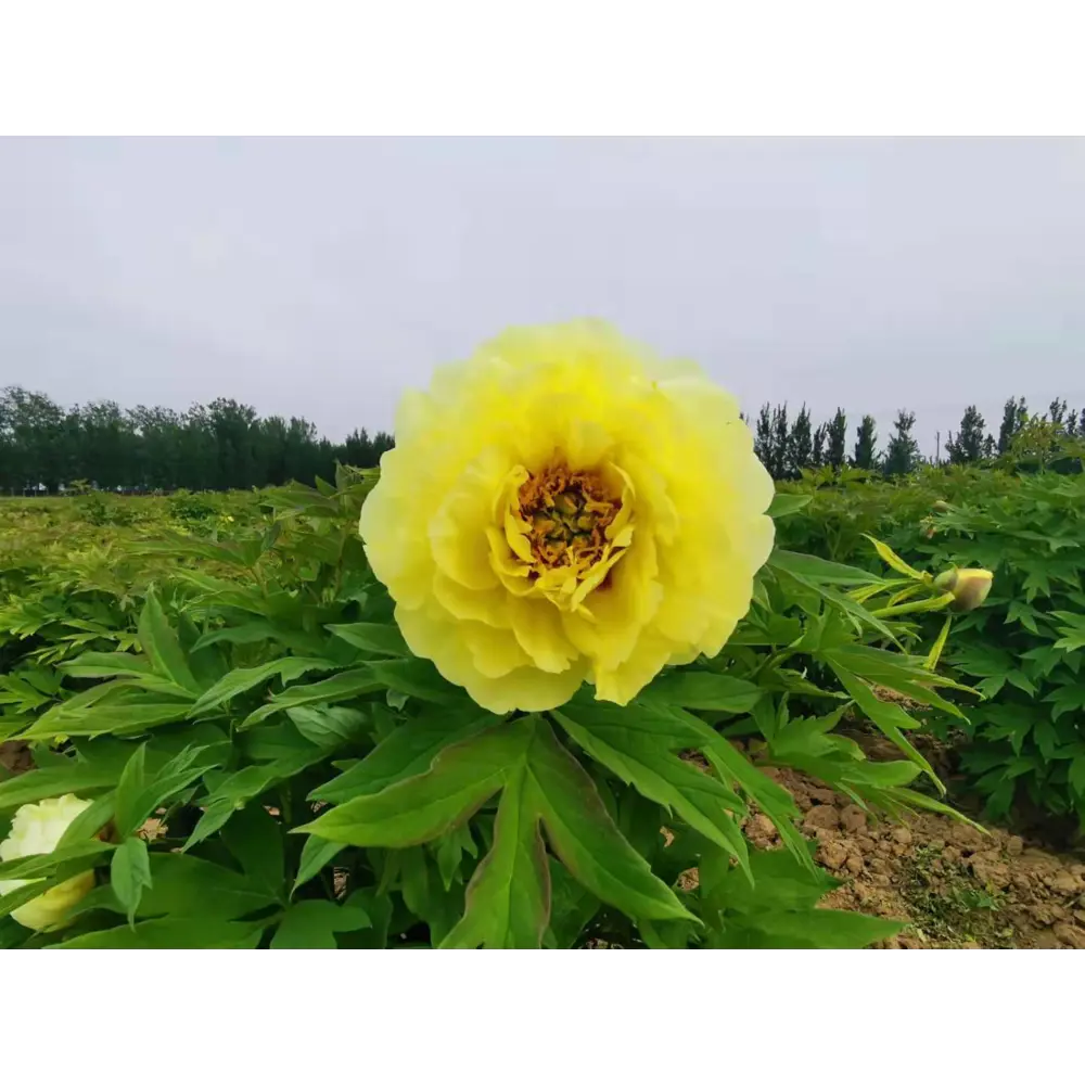 Пион древовидный Полуденный зной в тубе 82539499 STLM-2107806 BLOOMING LIFE 