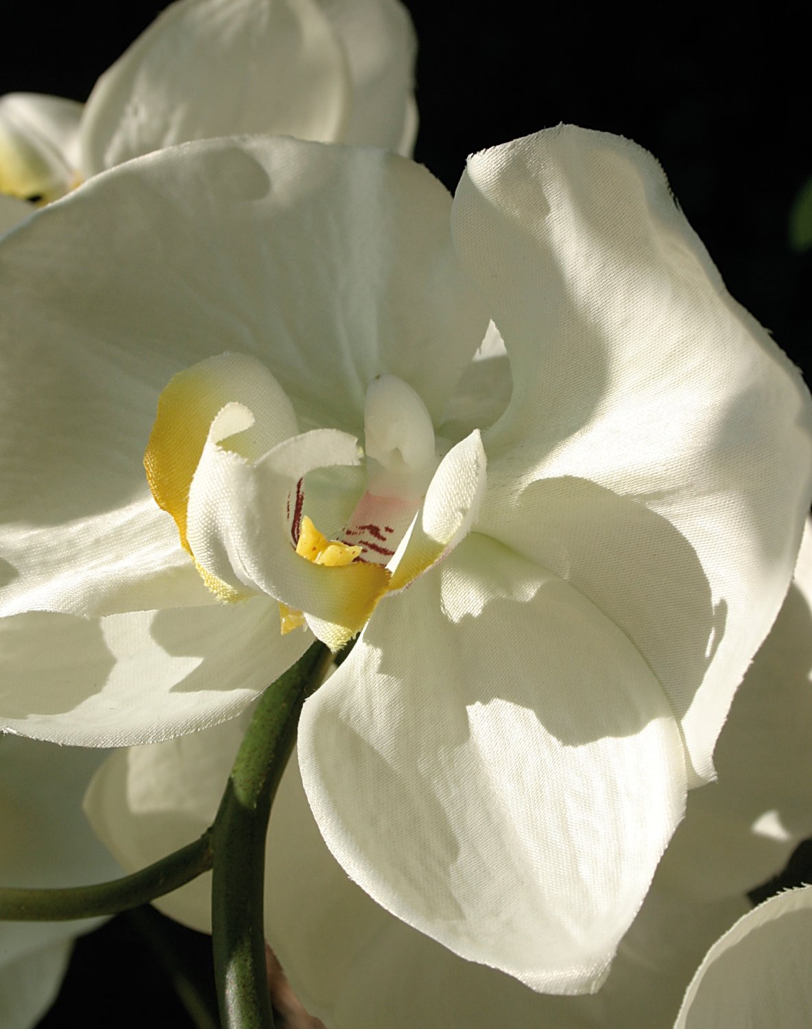 2483 778 a3 Искусственная орхидея Phalaenopsis, горшечная, 115 см, бежево-белая H-andreas  - Вид №3