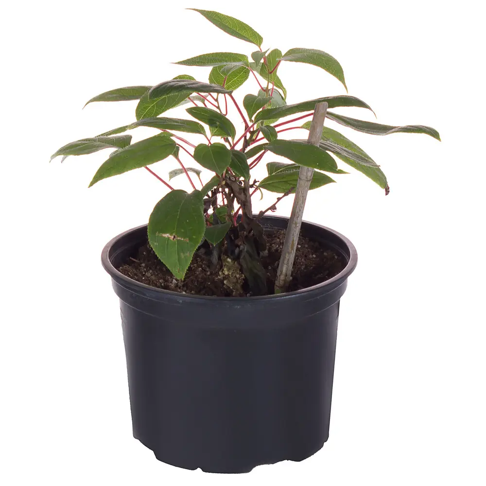 Саженец Актинидии Аргута Santreyd - экзотическая лиана киви для вашего сада 16572302 STLM-0961518 - Вид №1