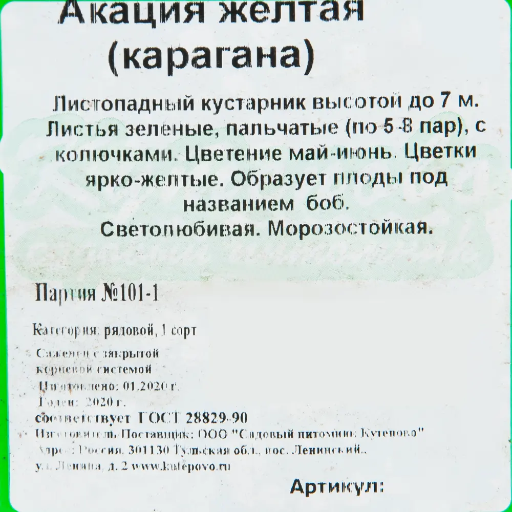Акация жёлтая Карагана древовидная 15x40 см 82595229 STLM-2094535 Santreyd  - Вид №1