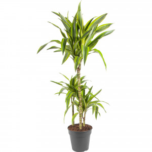 82850312 Драцена "Лимон лайм" 21х110 см
