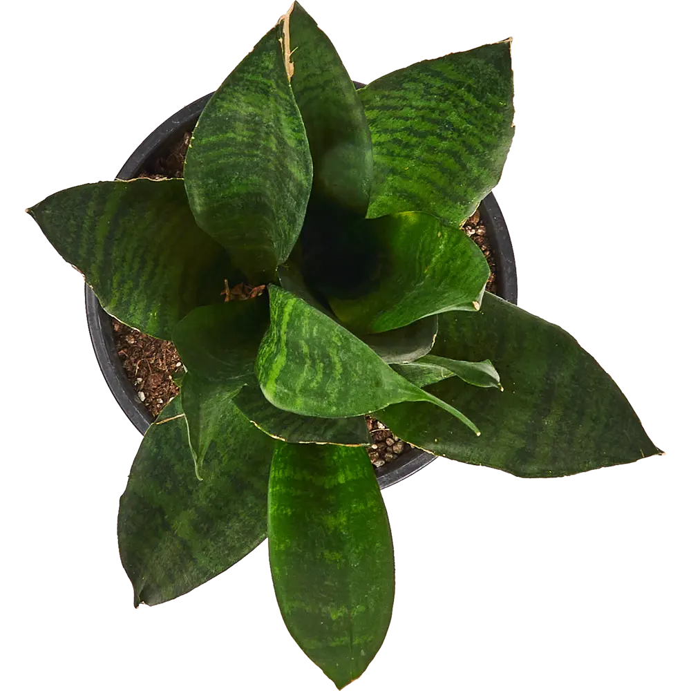 Santreyd Сансевиерия Лауренти — изящный тещин язык с контрастной каймой 83590752 STLM-1520361 - Вид №2