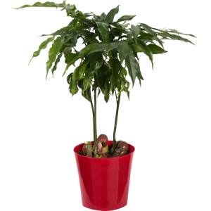 Кастаноспермум Магнифико 12x45 см 82877353 STLM-2066955