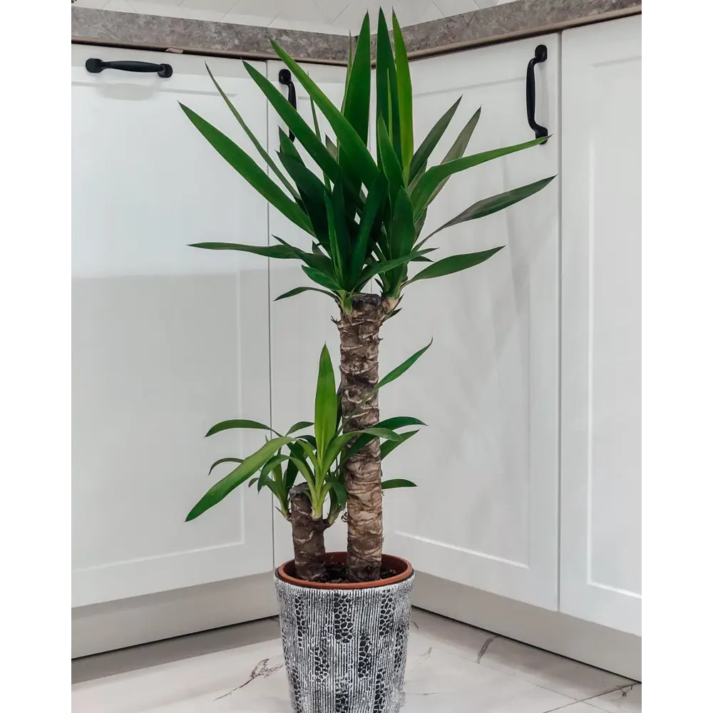 Santreyd Юкка элефантис — экзотическое украшение интерьера 15745401 STLM-0006292 - Вид №4