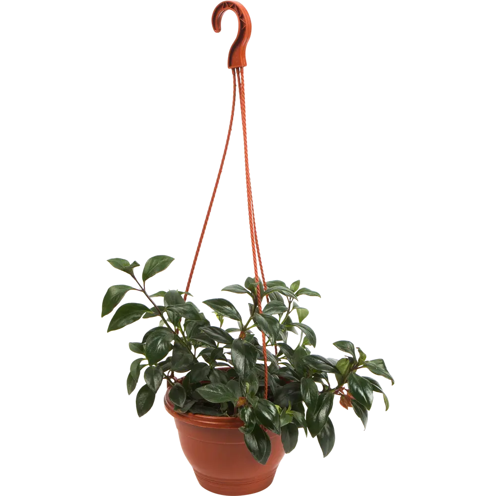 Гипоцирта Santreyd - цветущее украшение интерьера с декоративной листвой 82941544 STLM-0038227