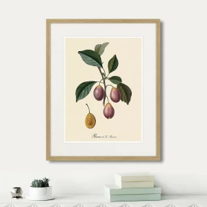 Картина в раме 52х42 см Juicy fruit lithography №9, 1870г. КАРТИНЫ В КВАРТИРУ  264442 Зеленый;фиолетовый;разноцветный