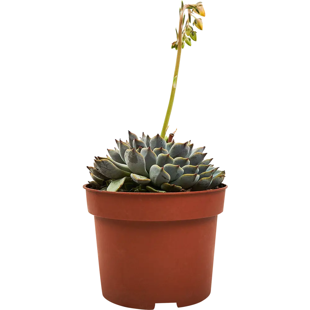 Santreyd Эхеверия — суккулент с живыми розетками для интерьера 89352933 STLM-0949590