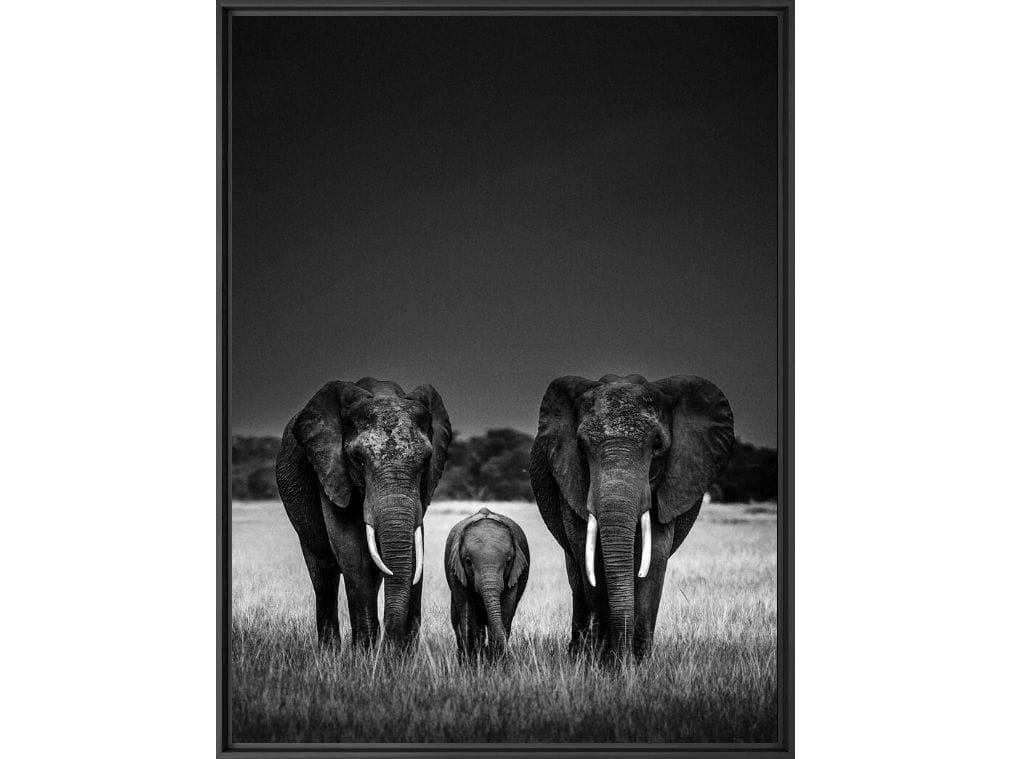 Печать фотографий на бумаге YellowKorner животное ARCH-00096005 - Вид №1