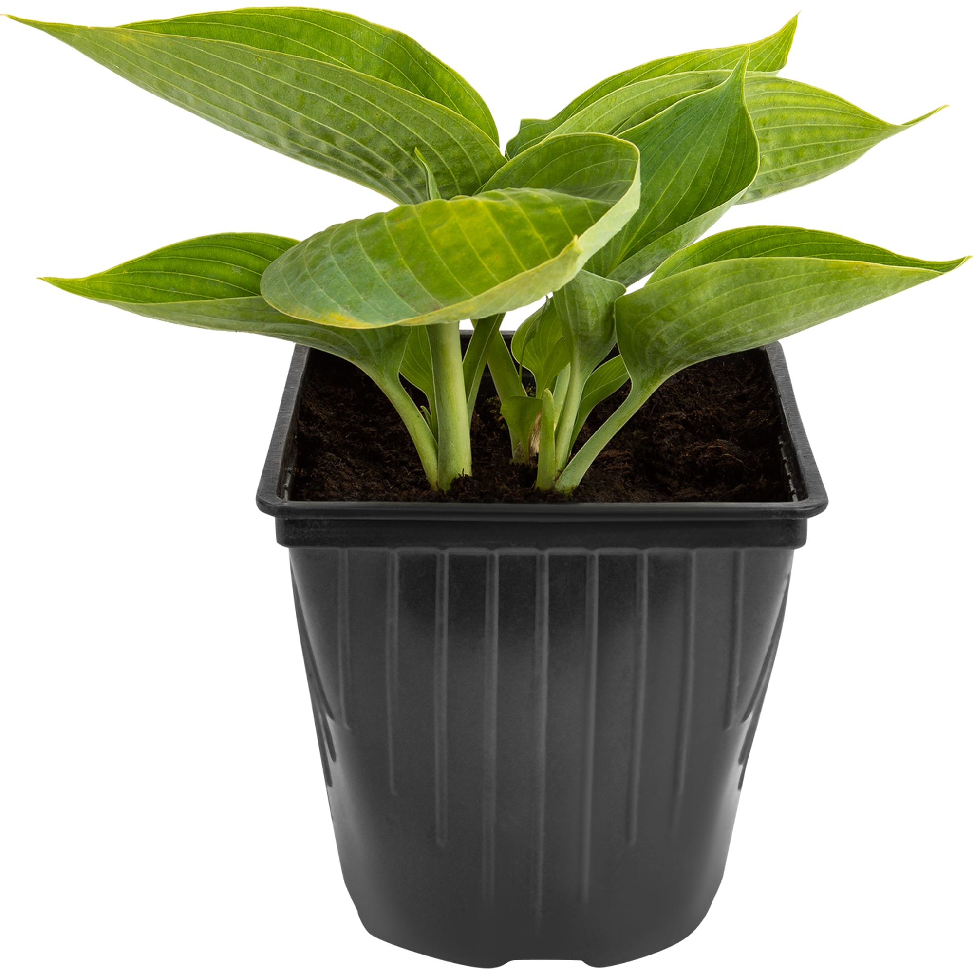 83248249 Хоста ø15 h30 см Santreyd  - Вид №1