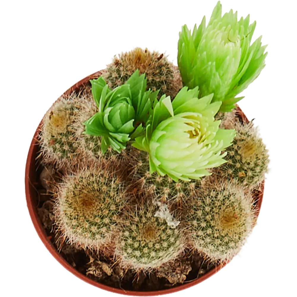 Santreyd Кактус микс с декоративными цветами для интерьера 14470927 STLM-0004983 - Вид №1