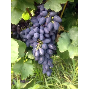 Виноград плодовый Кодрянка ø19 h55 см