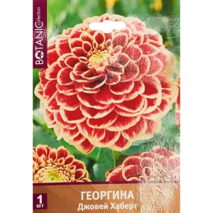 Георгина шаровидная Джовей Хаберт луковица I 83783686 STLM-2182696