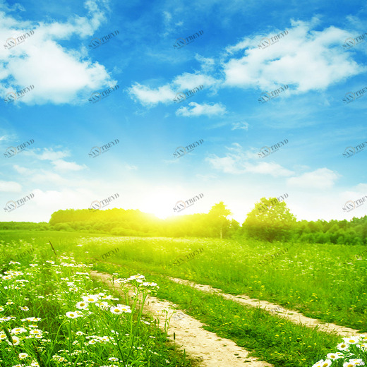 D1-078 Фотообои DIVINO Collection D 2.7х3 м D1078