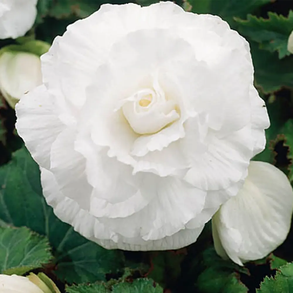 Бегония «double White», 4х5 см 13064759 STLM-2120567 GEOLIA 