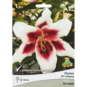 Лилия ОТ-гибрид Алтари