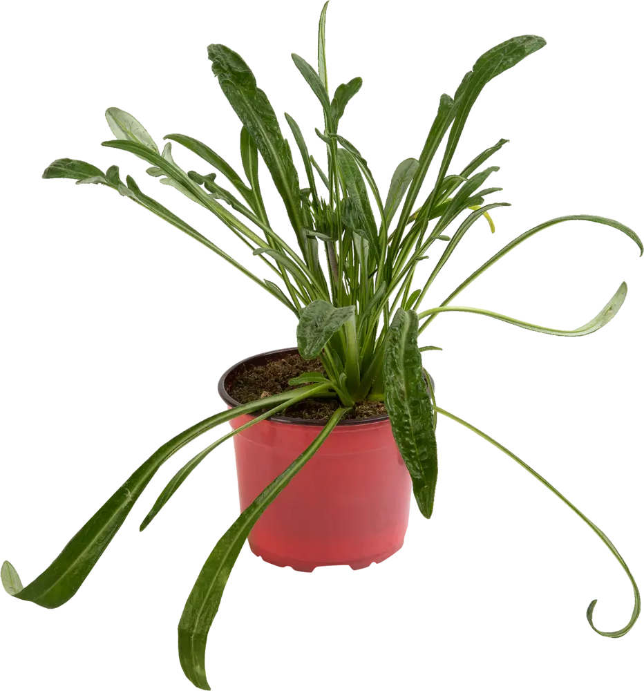 Santreyd Газания - ароматный многолетник для сада 83248418