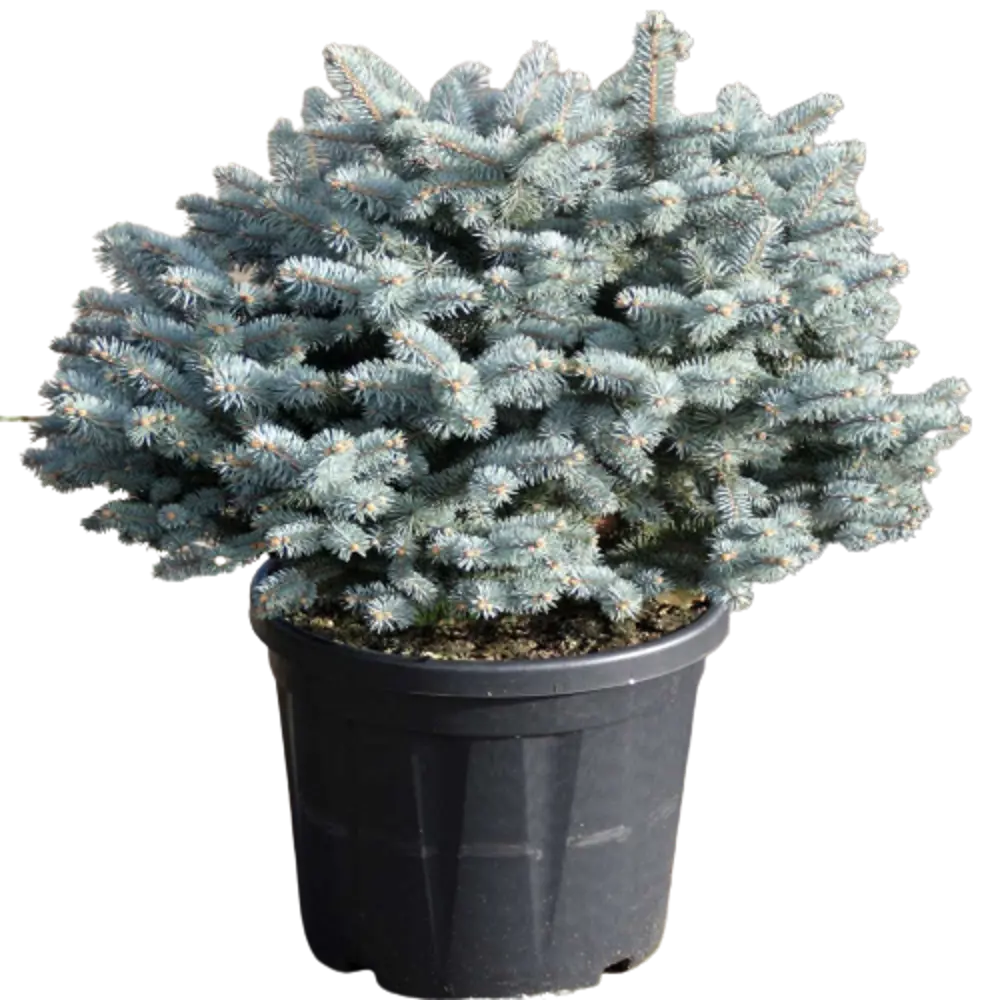 Ель колючая Глаука Глобоза ø22 h45 см PLANTMARKET STLM-2104793