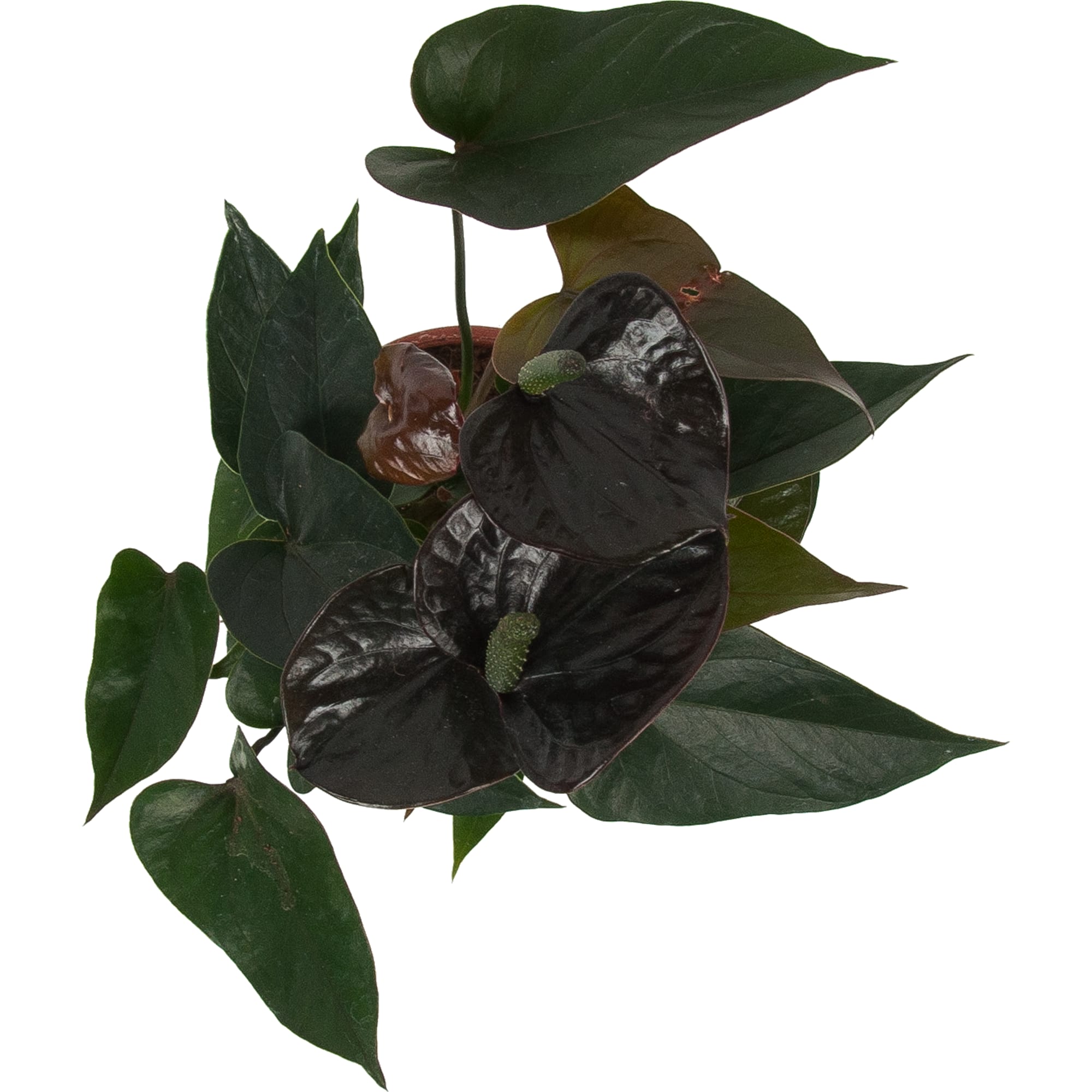 84450765 Антуриум Блэк лав ø12 h35 см Santreyd  - Вид №1