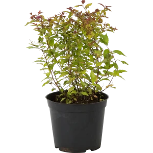 Спирея японская «Файерлайт» C3 20-40 см