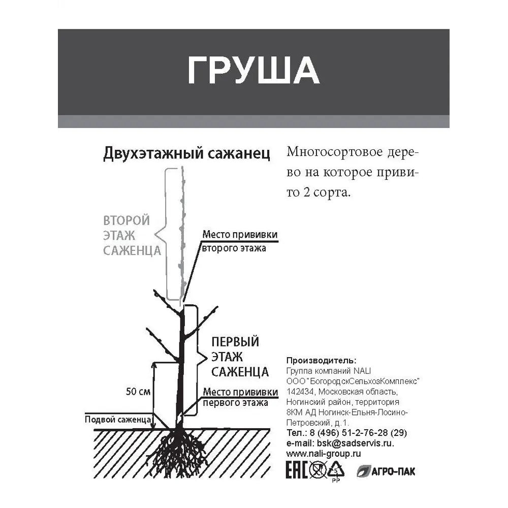 Груша двухъярусное дерево 2 прививки ø20 h180 см 85670468 STLM-2187051 Santreyd  - Вид №1