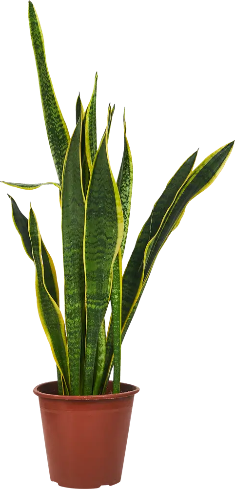 Сансевиерия Трехполосная Santreyd — изящный суккулент с полосатыми листьями 86587893
