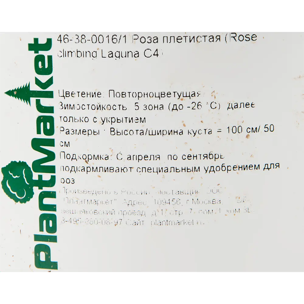 Роза плетистая «Лагуна» 19x55 см 82625103 STLM-2175550 PLANTMARKET  - Вид №1
