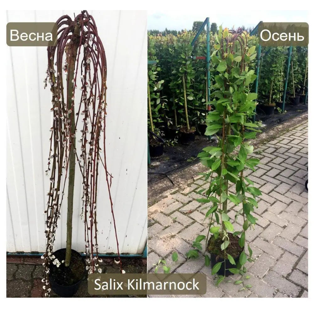 Ива козья Килмарнок h150 см Santreyd STLM-2114667