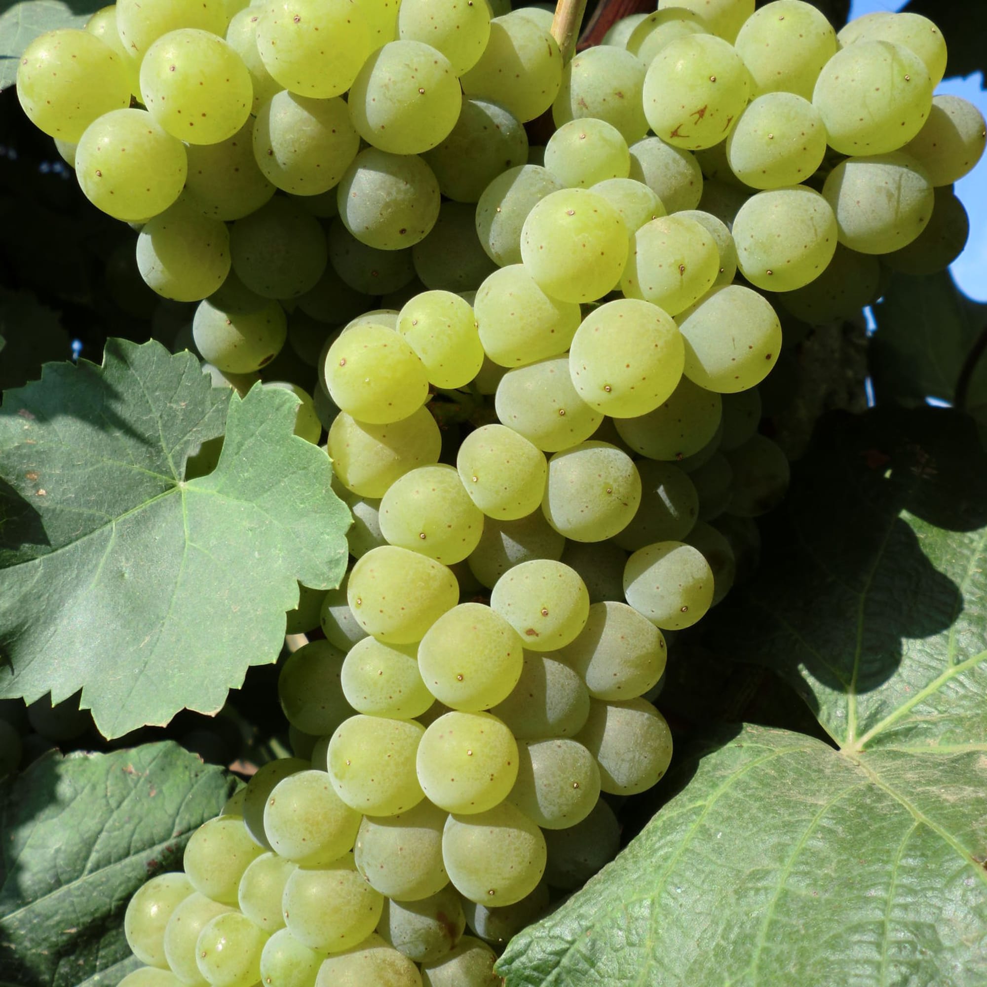 81954909 Виноград плодовый С2 «Цитронный магарача» h50 Santreyd  - Вид №2