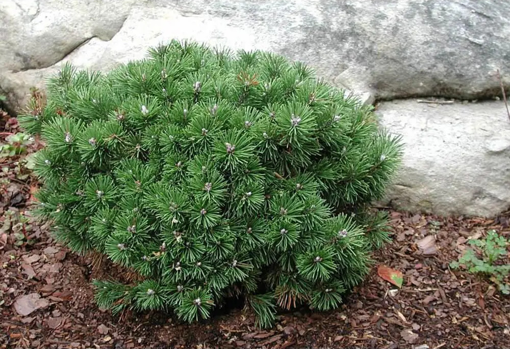 Сосна горная Мугус Santreyd - карликовый хвойный кустарник для ландшафтного дизайна 87718655