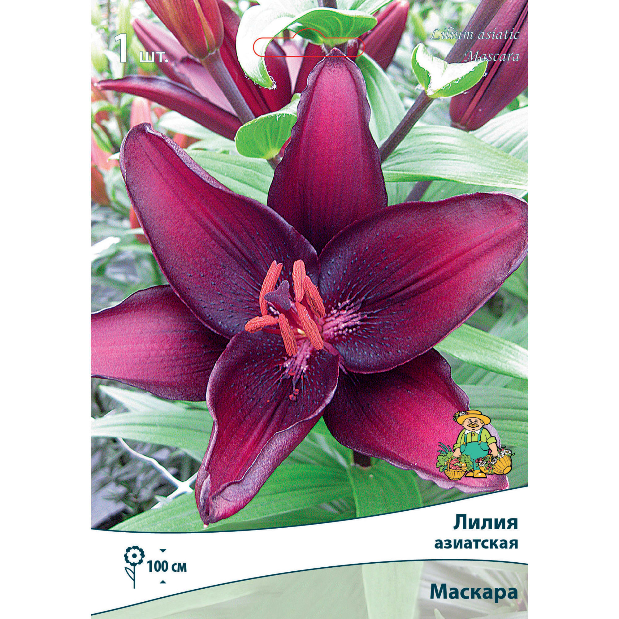 83597446 Лилия азиатская Маскара луковица 12/14 Santreyd 