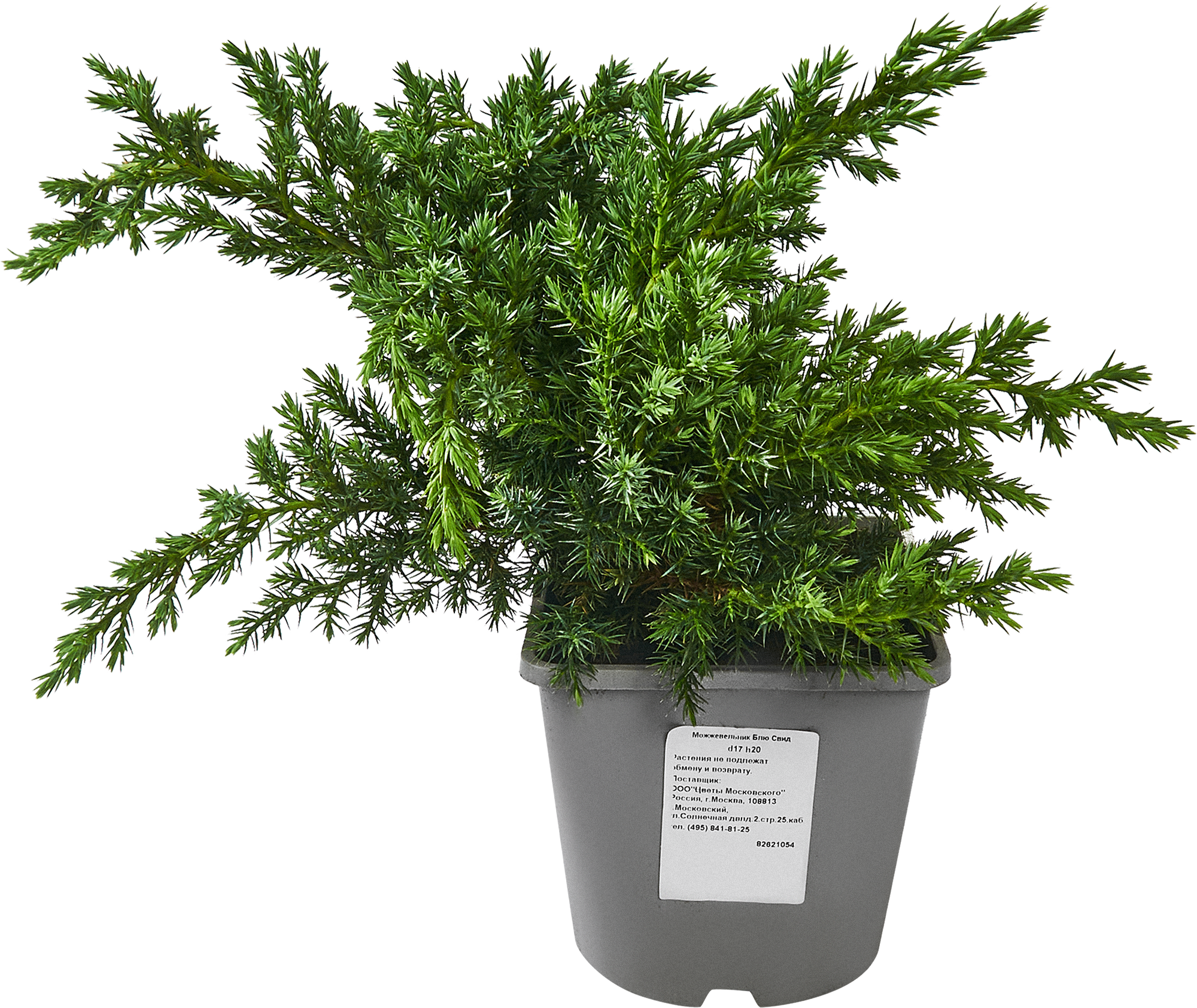 Можжевельник Блю Свид Santreyd - голубой хвойный кустарник для сада 82621054 STLM-0031969