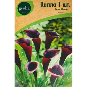 Калла Geolia Блэк Форист 86408669 STLM-2125609