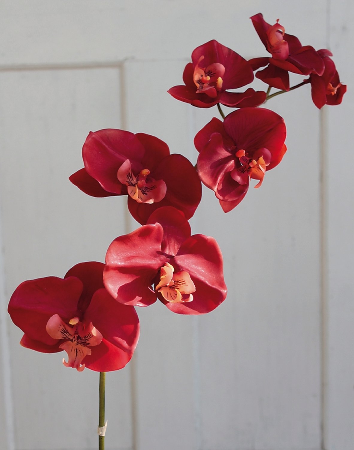 2526 344 a2 Искусственная орхидея Phalaenopsis, 73 см, real touch, темно-оранжевый H-andreas  - Вид №1