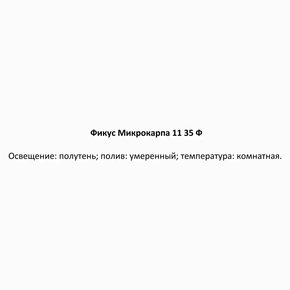 Фикус Микрокарпа Santreyd — изящное комнатное дерево с пышной кроной 85324844 STLM-0061457 - Вид №3