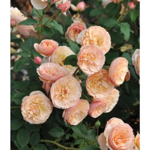 Роза парковая Эвелин Вайлд ø9 h39 см 83738682 STLM-2172473